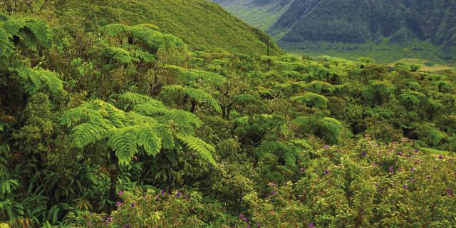 vegetation37_foret_tropicale_-_credit_irt_-_emmanuel_virin_0.jpg