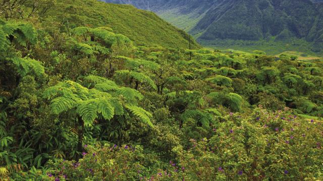 vegetation37_foret_tropicale_-_credit_irt_-_emmanuel_virin_0.jpg