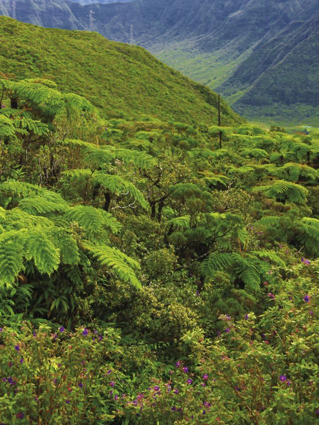 vegetation37_foret_tropicale_-_credit_irt_-_emmanuel_virin_0.jpg