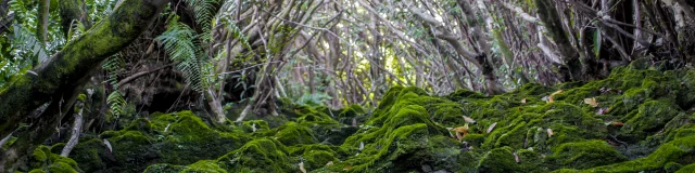 Vegetation59 Ravine Traversant Le Chemin De Ceinture Saint Benoit Credit Irt Yabalex Dts 07 2017.jpg