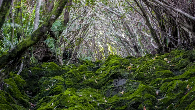 Vegetation59 Ravine Traversant Le Chemin De Ceinture Saint Benoit Credit Irt Yabalex Dts 07 2017.jpg