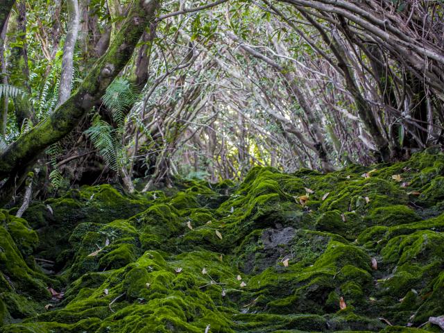 Vegetation59 Ravine Traversant Le Chemin De Ceinture Saint Benoit Credit Irt Yabalex Dts 07 2017.jpg