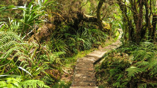 Forêt de Bebour Belouve