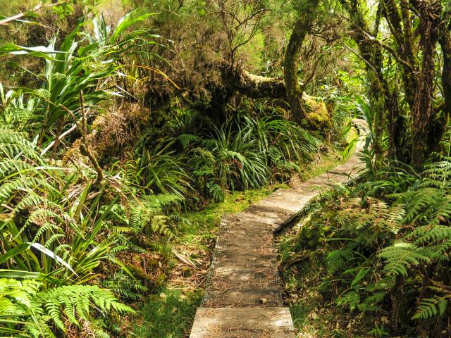 vegetation60_foret_de_bebour_belouve_sentier_ecole_normale_-_credit_irt_-_sebastien_conejero_dts_06_2018.jpg
