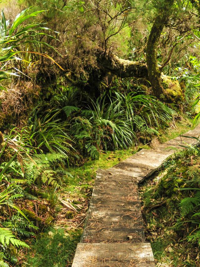 Forêt de Bebour Belouve