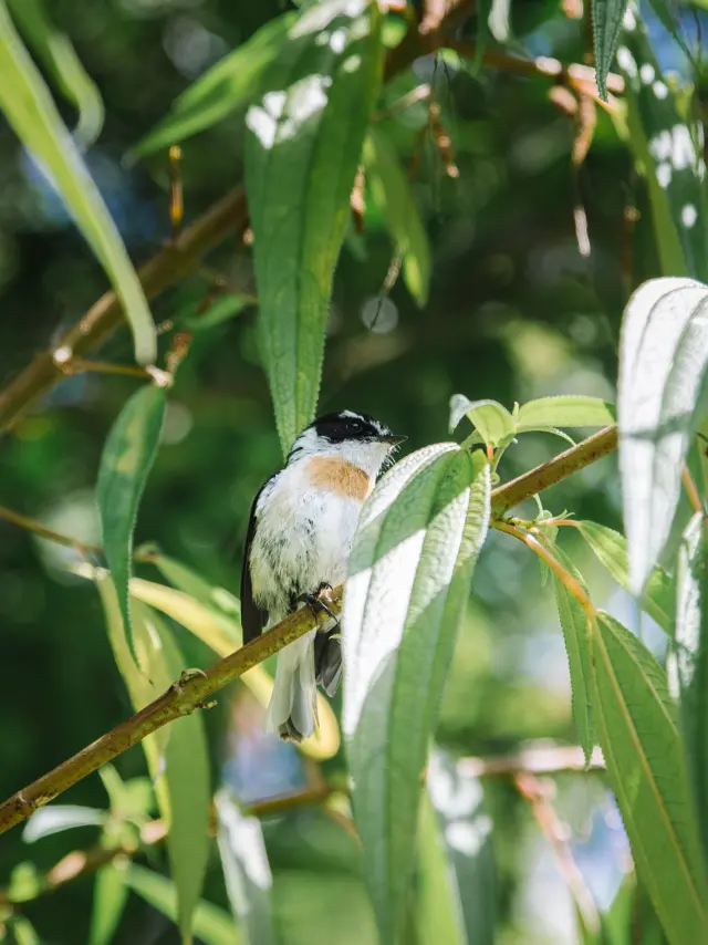 Expérience La véritable vanille Bourbon: immersion dans la culture de la vanille planté sous bois , dans les Haust de Sainte- Rose