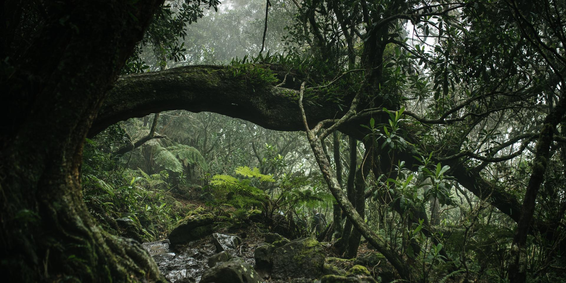 Randonnée au Piton des Neiges Vivez une expérience unique à La Réunion