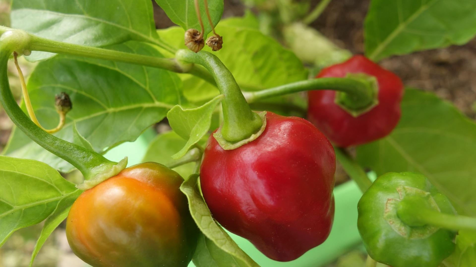 Les fruits et légumes et leurs bien faits Île de la Réunion Tourisme