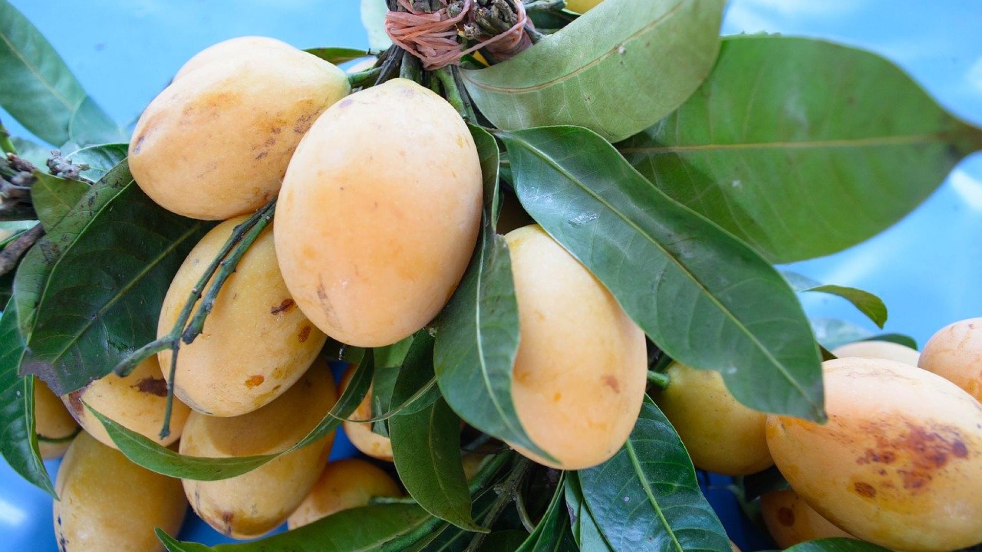 Die Mango | Île de la Réunion Tourisme