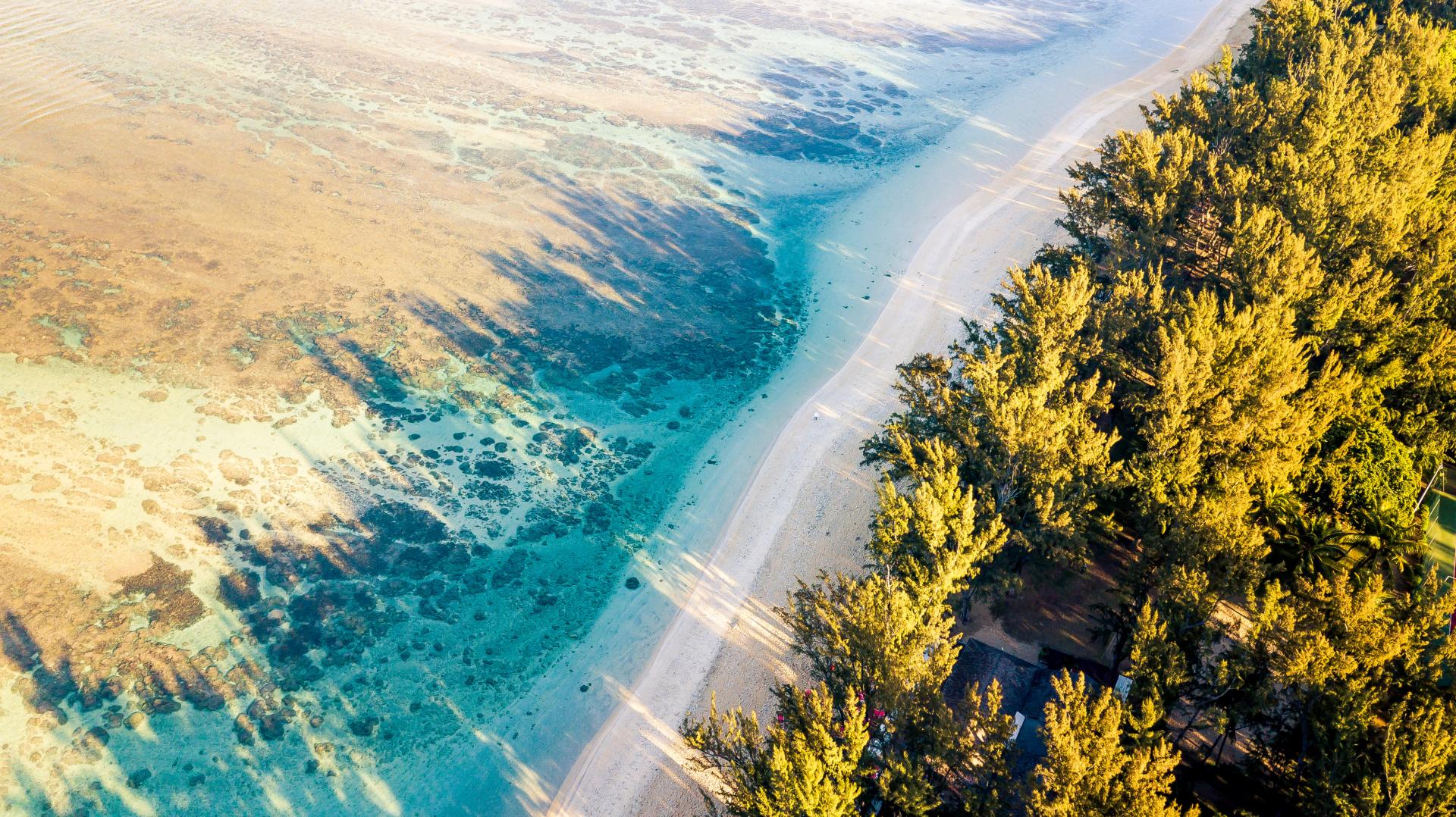 Paysage Sable Arbre Et Mer