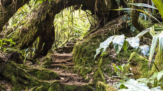 vegetation65-piton-fougeres-credit-irt-corine-tellier-dts-09-2022.jpg