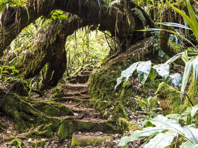 vegetation65-piton-fougeres-credit-irt-corine-tellier-dts-09-2022.jpg