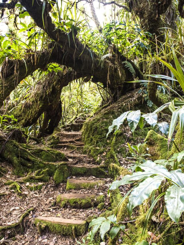 vegetation65-piton-fougeres-credit-irt-corine-tellier-dts-09-2022.jpg