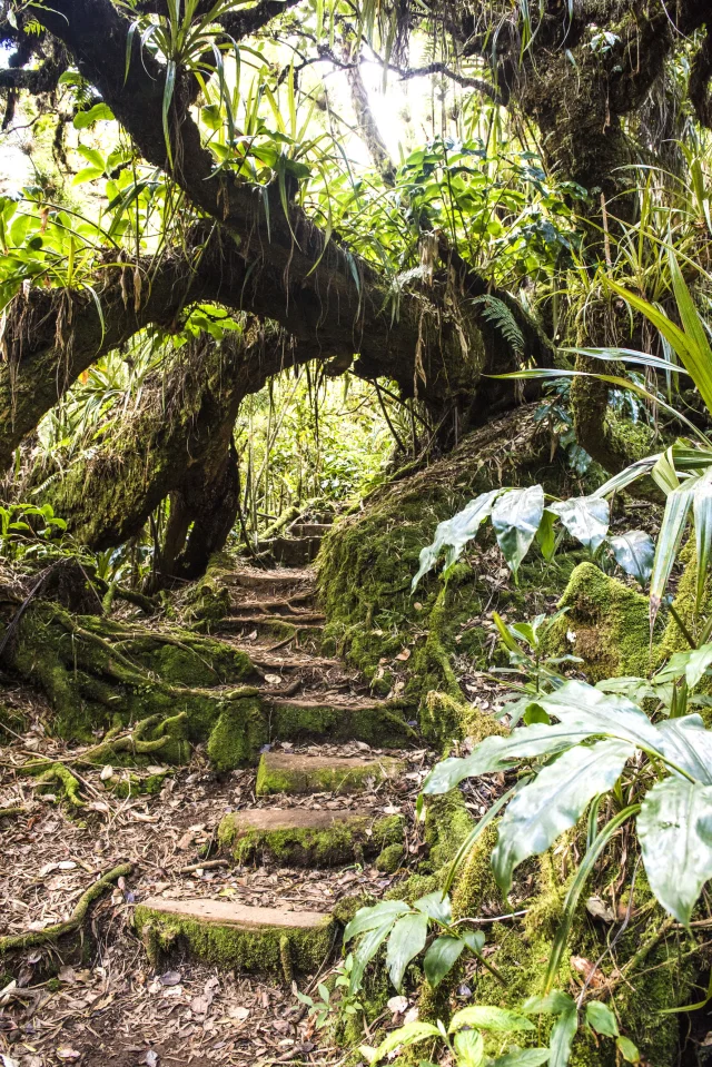 vegetation65-piton-fougeres-credit-irt-corine-tellier-dts-09-2022.jpg