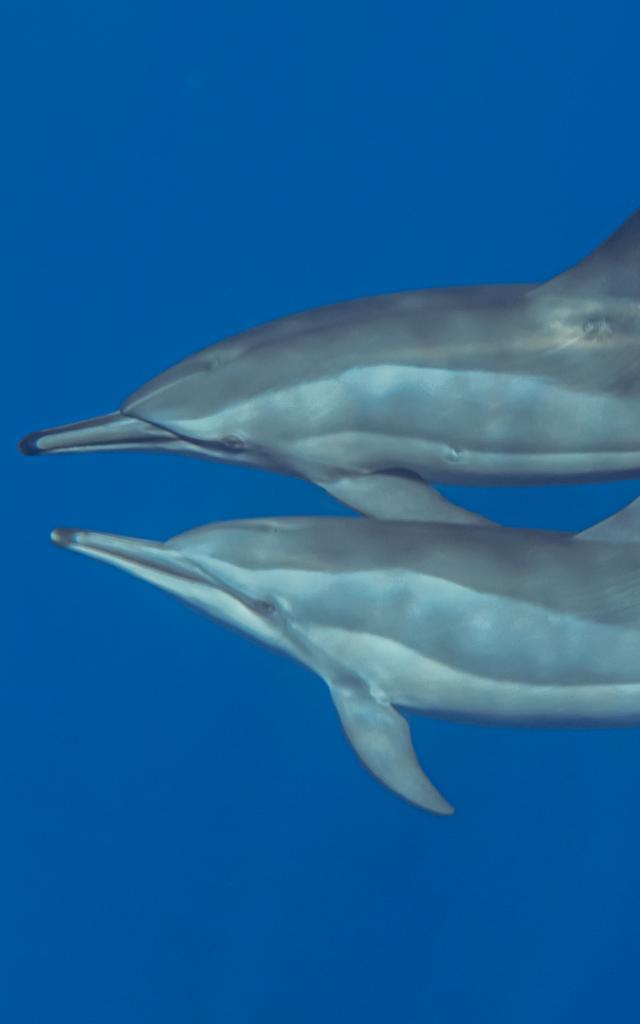 rencontre-avec-les-dauphins-irttravels-gallery-dt-2031-3.jpg