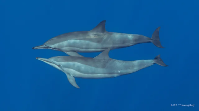rencontre-avec-les-dauphins-irttravels-gallery-dt-2031-3.jpg