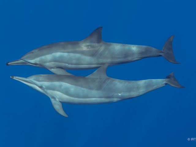 Rencontre Avec Les Dauphins Irt@travels Gallery Dt 2031 (3)