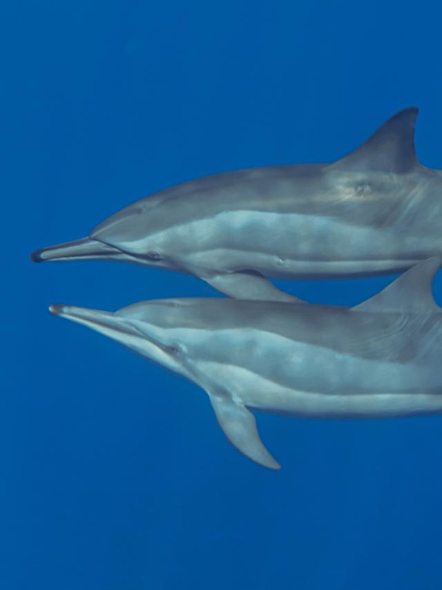 rencontre-avec-les-dauphins-irttravels-gallery-dt-2031-3.jpg