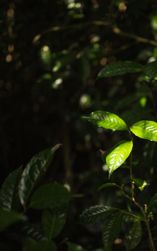 Le Labyrinthe En Champ The Peronne Qui Sent Une Feuille De The Credit Irt Miles&love Dts 09 2024
