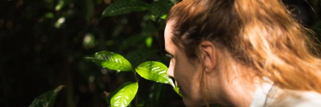 Le Labyrinthe En Champ The Peronne Qui Sent Une Feuille De The Credit Irt Miles&love Dts 09 2024