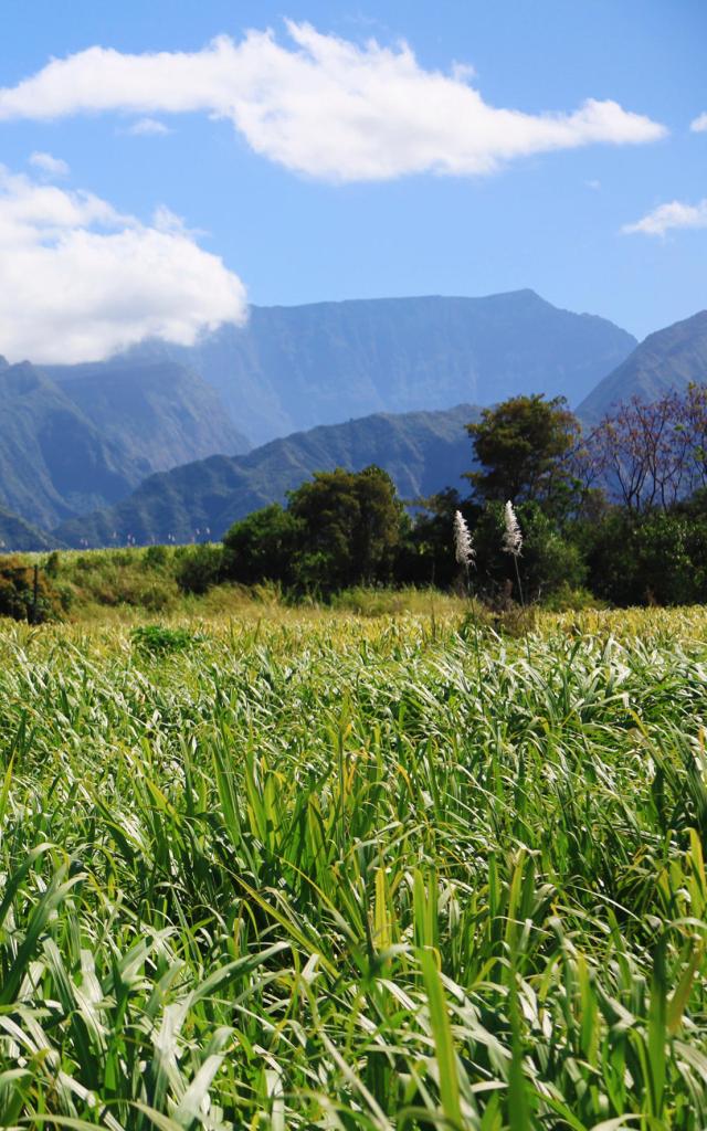 Saint Pierre01 Champs De Canne Credit Irt Emmanuel Virin