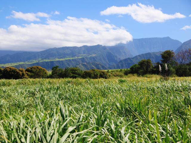 Saint Pierre01 Champs De Canne Credit Irt Emmanuel Virin