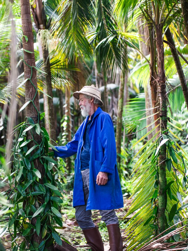 Ile de la Réunion -Ile de la Réunion - Plantation de vanille de la famille Leichnig à Saint-Philippe (sud de l'île) - Louis Leichnig au travail sur sa plantation -