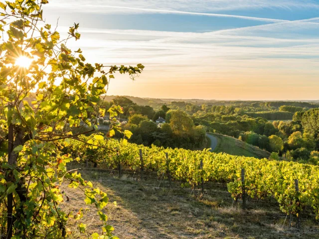 Vineyards at sunset