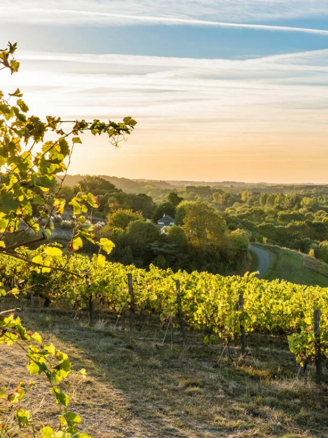 Vineyards at sunset