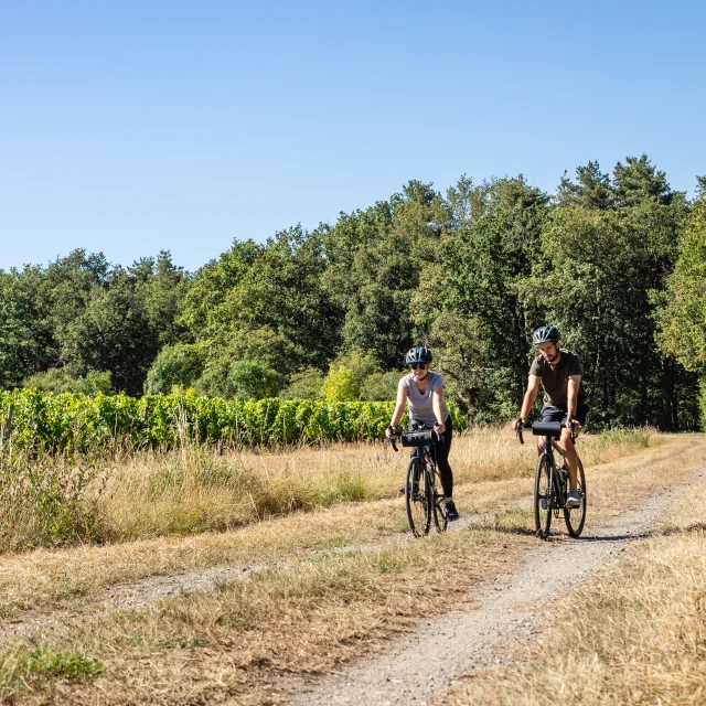 Bicicleta de grava y bikepacking en los viñedos