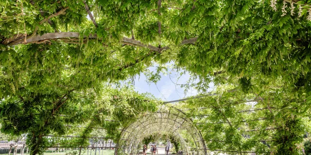Plan rapproché du tunnel végétal composé de glycines en feuilles