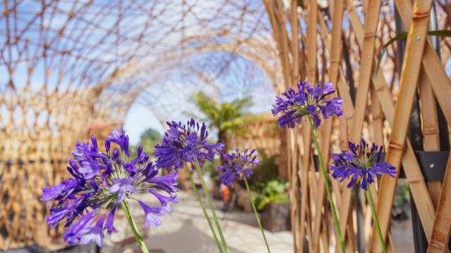 Fleurs dans le parc de Terra Botanica