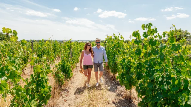 Wandering in the vineyard