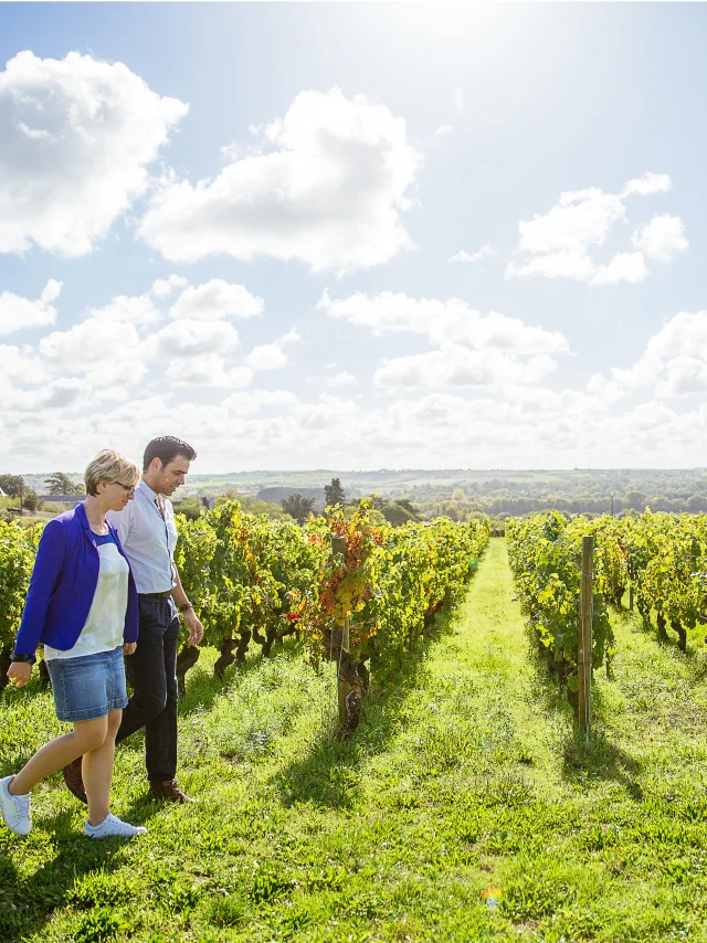 Vignes de Savennières