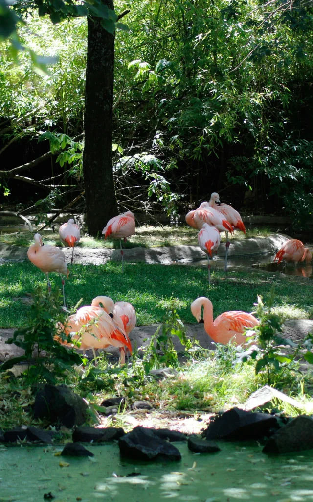 Flamencos en el zoo de La Flèche