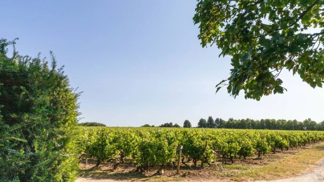 savennières vineyards