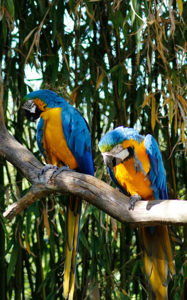 Loros en el zoo de La Flèche