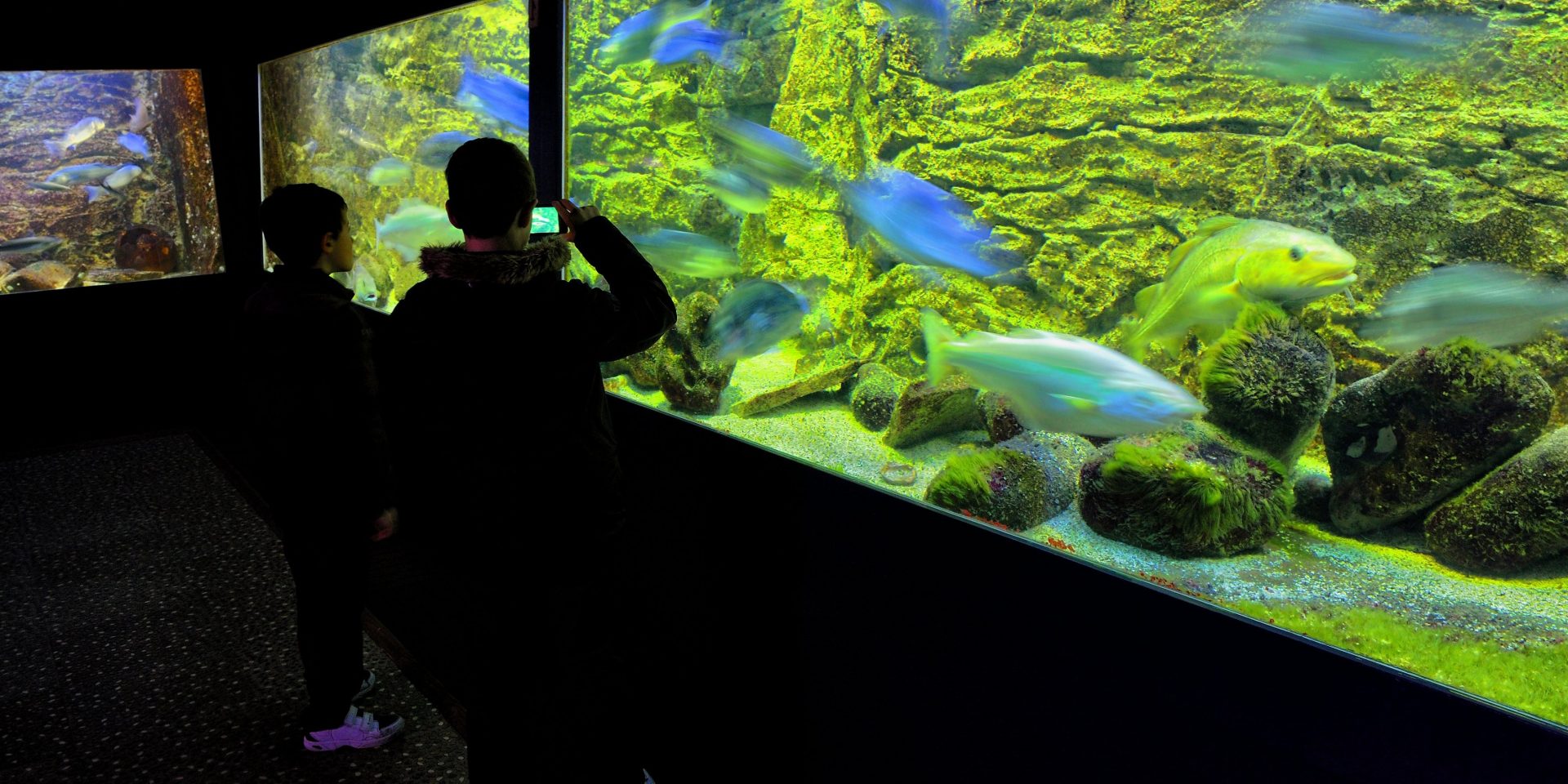 Voir des animaux Dieppe, site officiel de l'Office de tourisme de