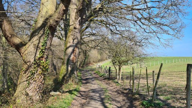 Chemin de randonnée en terre, entre une rangée d