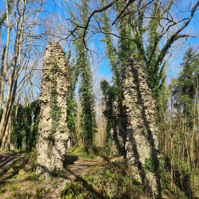 Ruines de 2 murs d'un château médiéval en pierre, envahis de lierre