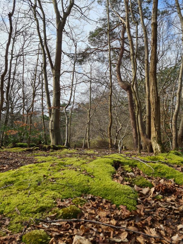 Paysage de bois en hiver, tapis de mousse au sol