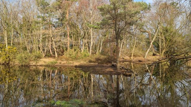 Paysage de bois en hiver, grande mare