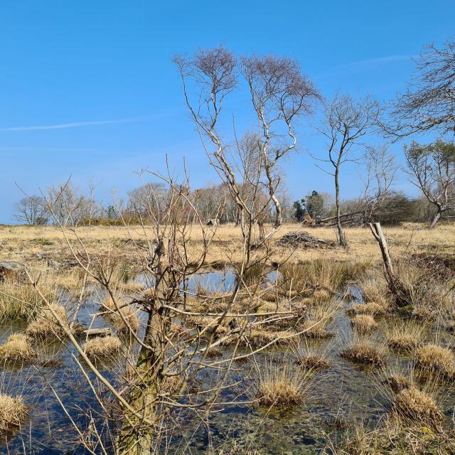 Paysage hivernal de lande avec arbres pliés par le vent, mare et touffes de végétations sèches