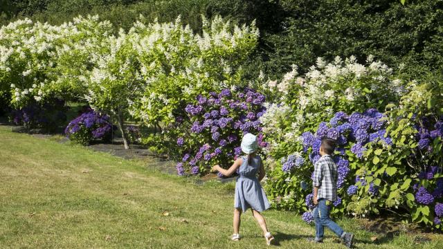 Deux enfants courant sur une allée gazonnée devant des massifs d'hydrangéas aux couleurs blanches et violettes