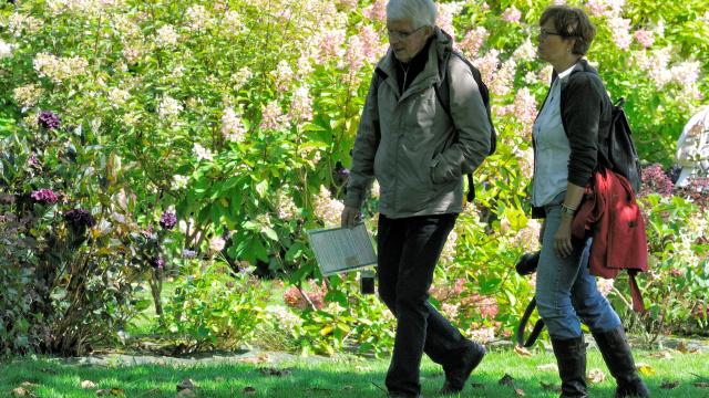Couple se promenant devant un massif d'hydrangéas aux teintes roses