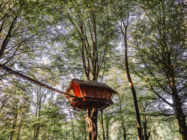 Comment construire une cabane dans les arbres ? - Foret suspendue