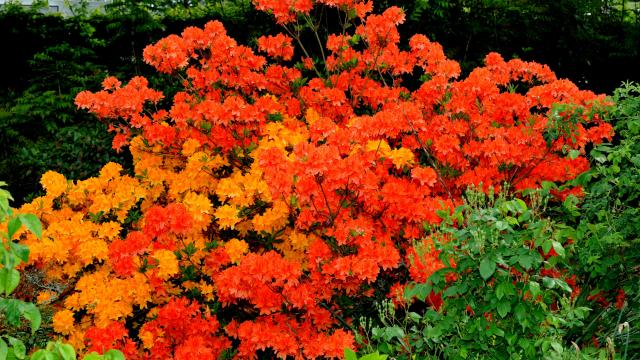 Massif de fleurs aux couleurs rouges et oranges vifs