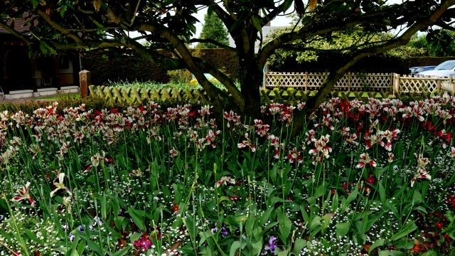Massif de petites fleurs blanches et rouges autour d'un arbre