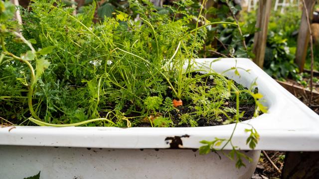 Plantation de carotte dans une baignoire