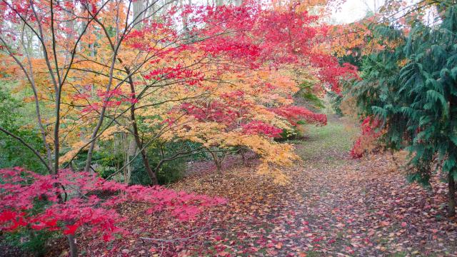 Arbre aux nuances de rouge et d'orange. Tapis de feuilles mortes au sol